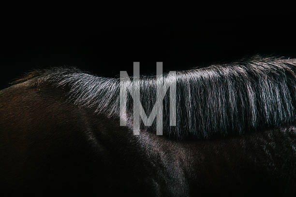 Jonge paarden